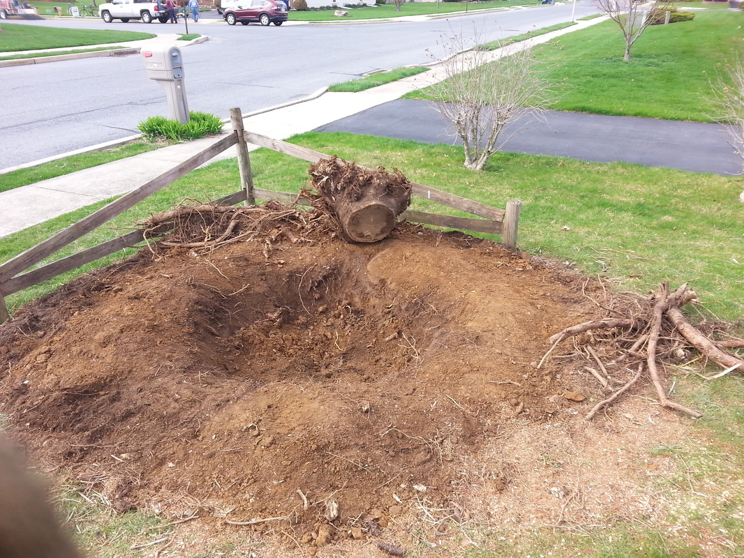 How to Prepare the Soil After Stump Removal