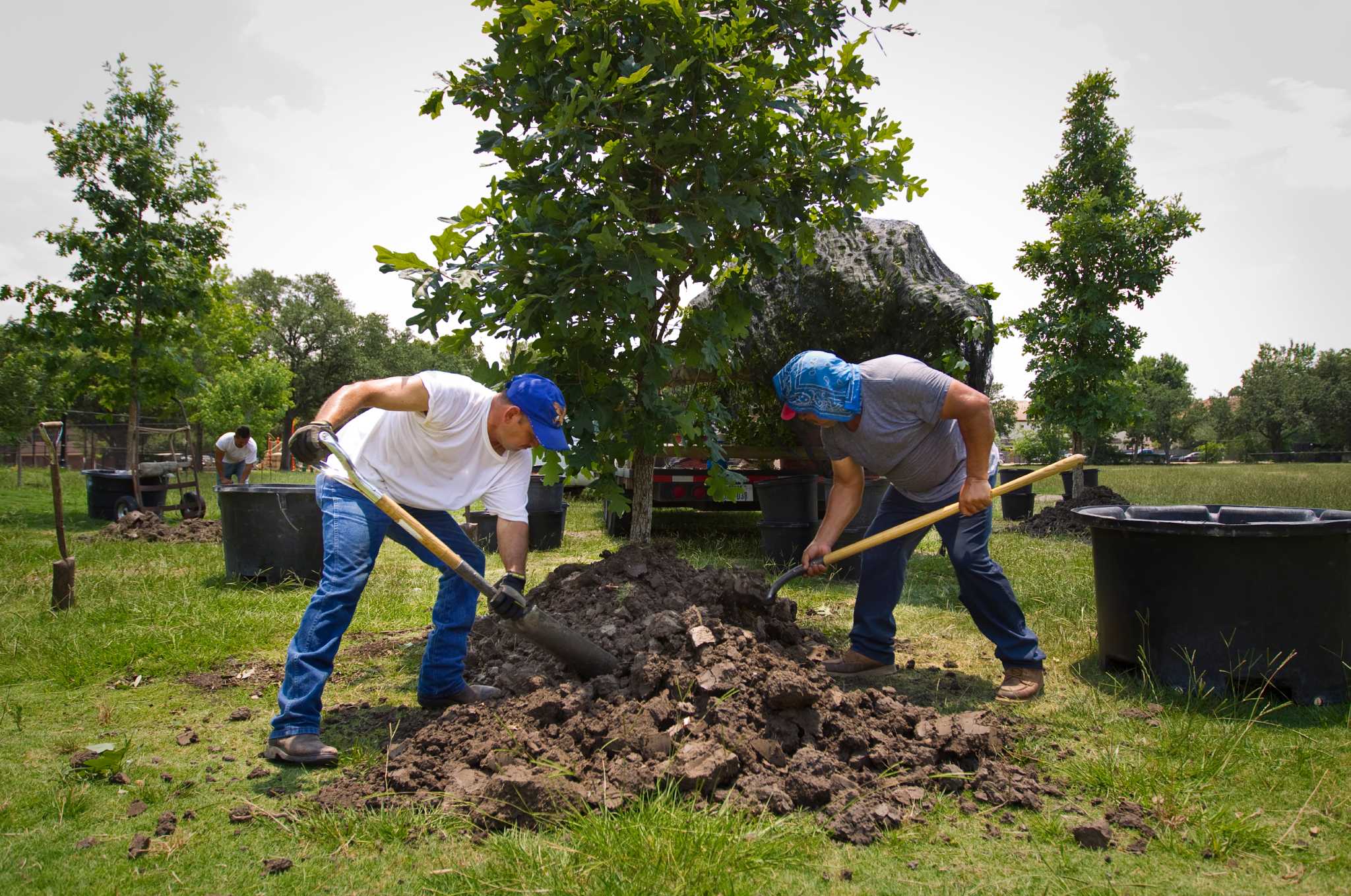 Should You Replant in the Same Spot? (Understanding the Challenges)