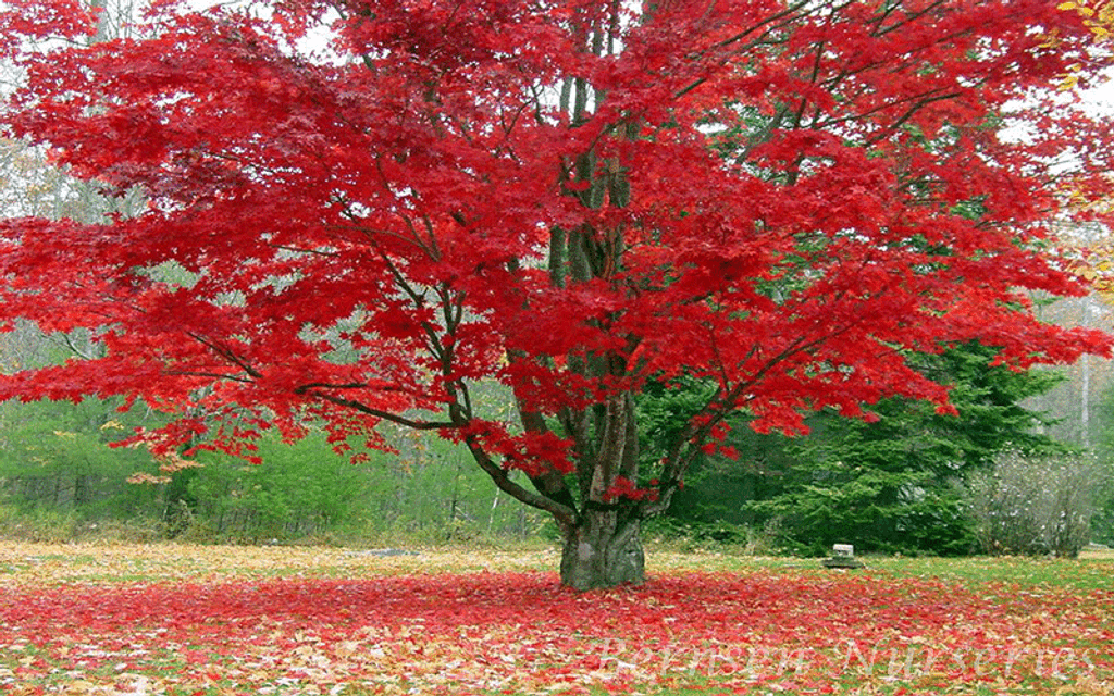 Tree Selection: What Species Grow Best After Stump Removal?