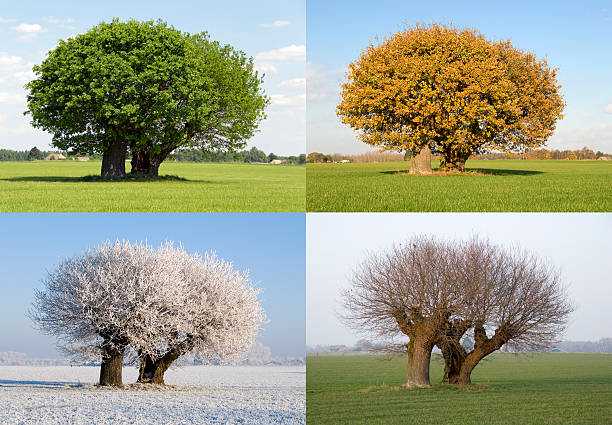 Why Tree Care Timing Matters in New Jersey​
